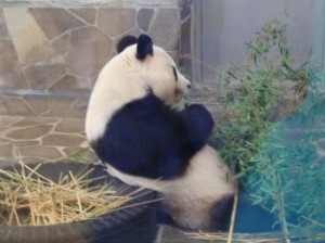 [  牝のパンダが一匹いますが、上野動物園まで行かなくても見ることができます  ]